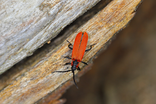 Bright red Net-winged beetle (Lygistopterus sanguineus) with black spots in the pine forest.