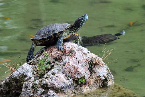 Sunbathing Red Eared Slider Turtle on the tree trunk in a pond. Native in USA, this kind of turtle is the most common pets of all turtles species, but at the same time it is one of the most aggressive invasive species (introduced species) of animals and it has been listed as one of the \