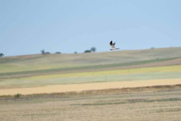 istock Male Montagu's harrier (Circus pygargus) with prey 1408024551