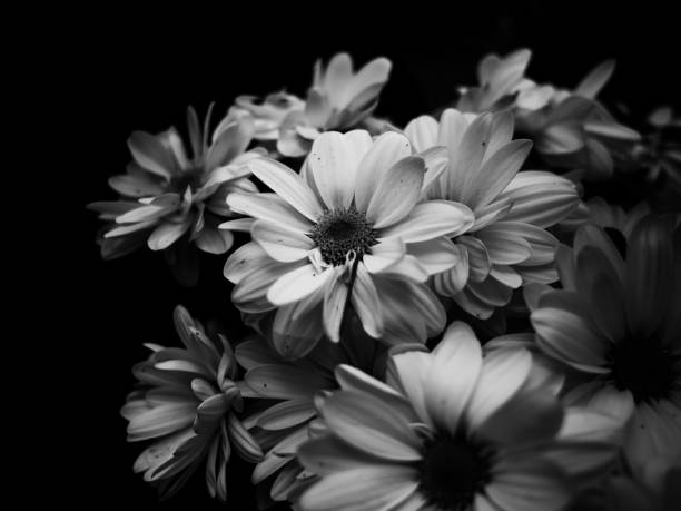 istock Flowers in black and white 1408024619