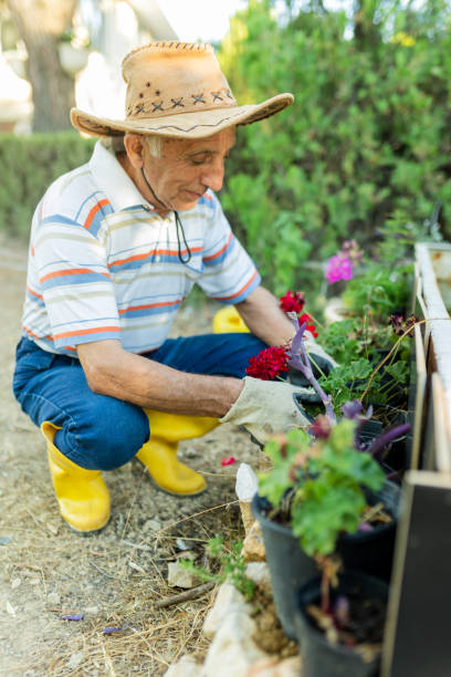 istock Mature gardener planting flowers 1408025800