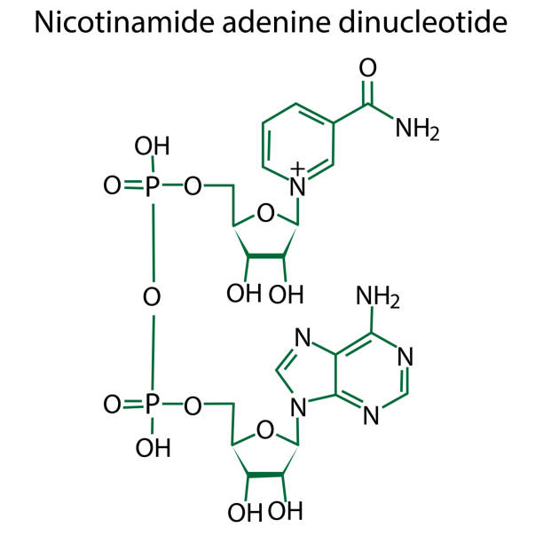 니코틴아미드 포뮬러. 선화. 벡터 일러스트레이션. 스톡 이미지. - nucleotides stock illustrations