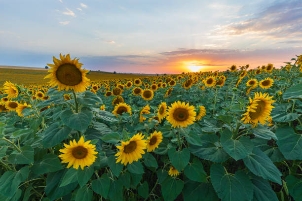 istock Field of blooming sunflowers. Nature 1408026232