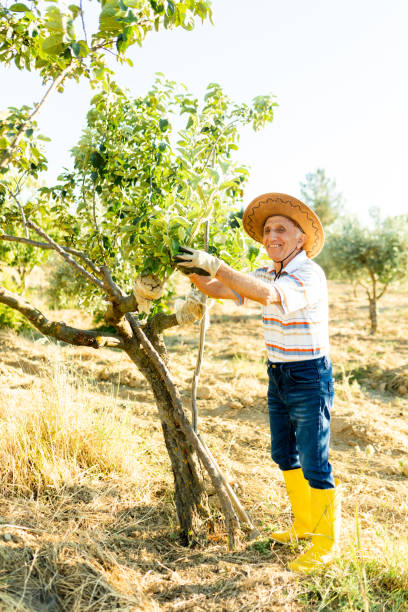 istock the old man who works in the garden 1408026437