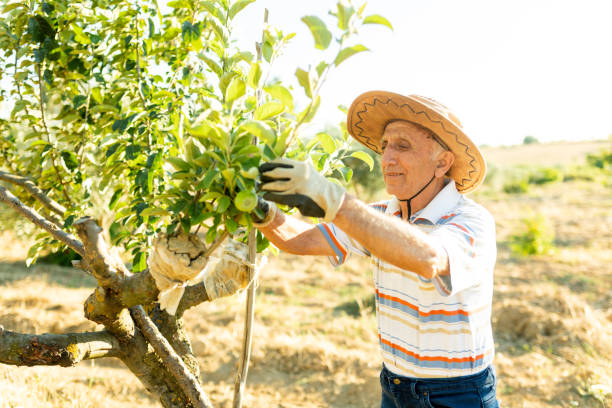 istock the old man who works in the garden 1408026589