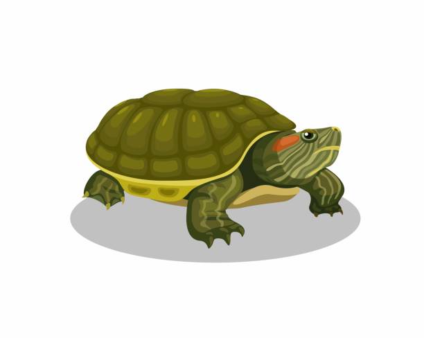 brasilianische schildkröte amphibientier cartoon illustration vektor - landschildkröte stock-grafiken, -clipart, -cartoons und -symbole