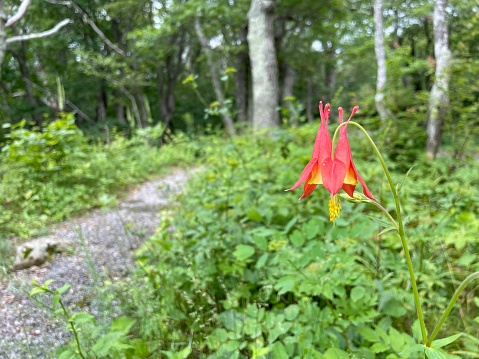 Columbine