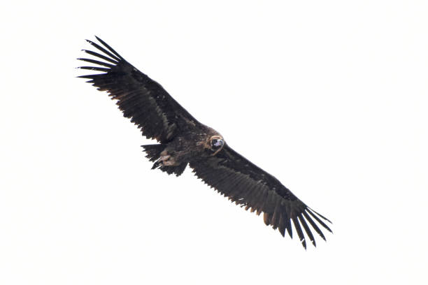 el buitre cinereo o negro (aegypius monachus) es uno de los buitres más grandes del viejo mundo. - cinereous fotografías e imágenes de stock