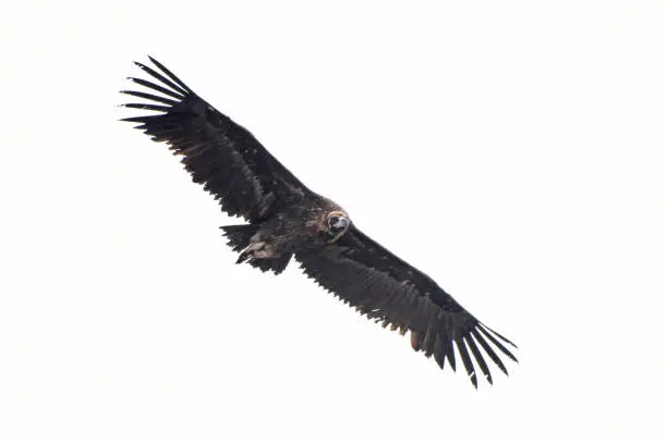 Photo of The cinereous or black vulture (Aegypius monachus) is one of the largest Old World vultures