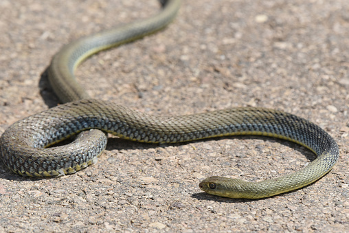 The Montpellier Snake is the largest snake in Iberia (up to 2m) and probably the commonest snake in the Mediterranean region and in Spain