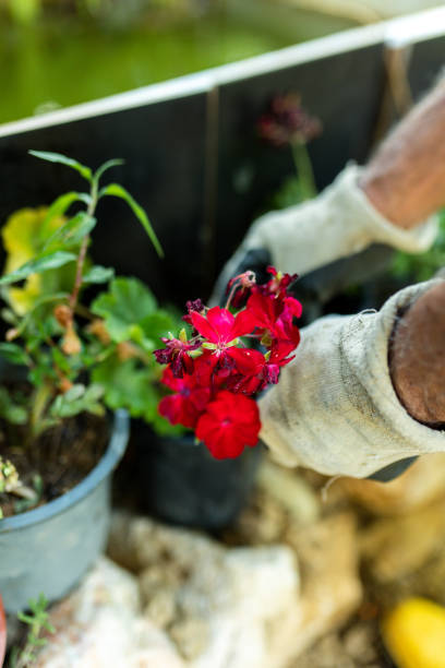 istock Mature gardener planting flowers 1408027491