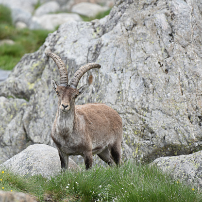 The Western Spanish ibex or Gredos ibex is a subspecies of Iberian ibex native to Spain, in the Sierra de Gredos