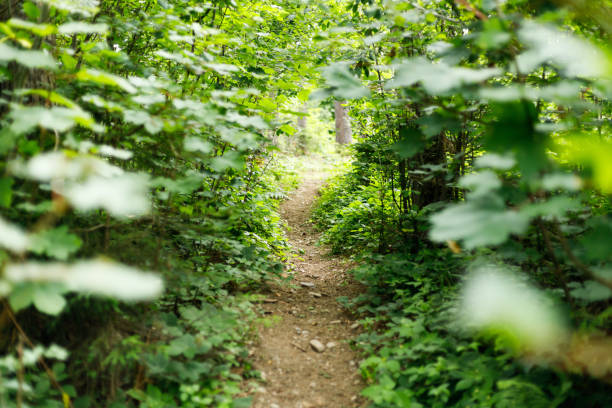 Forest path for a walk, summer plants in the park, ecology.