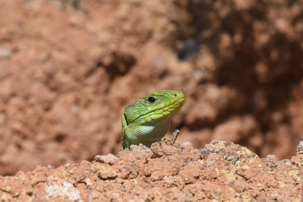 European green lizard (Lacerta bilineata)