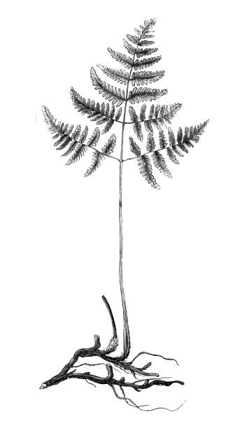 Antique engraving illustration: Polypodium dryopteris Antique engraving illustration: Polypodium dryopteris polypodiaceae stock illustrations