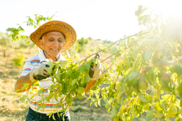 istock the old man who works in the garden 1408028727