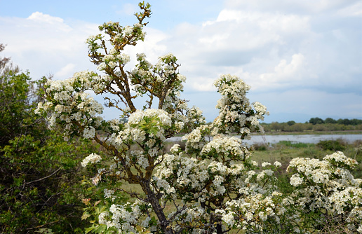 This is a large shrub or small tree growing to 8 m (26 ft) or rarely to 12 m (39 ft) tall, with a dense crown. The flowers are pollinated by insects.