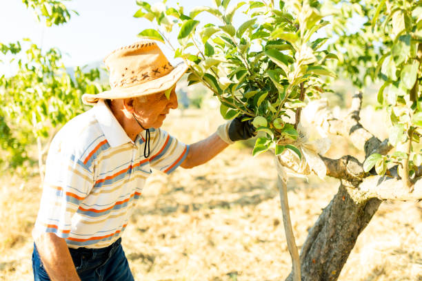 istock the old man who works in the garden 1408029072