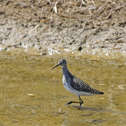 The green sandpiper breeds across subarctic Europe and east across the Palearctic and is a migratory bird. Food is small invertebrate items picked off the mud.