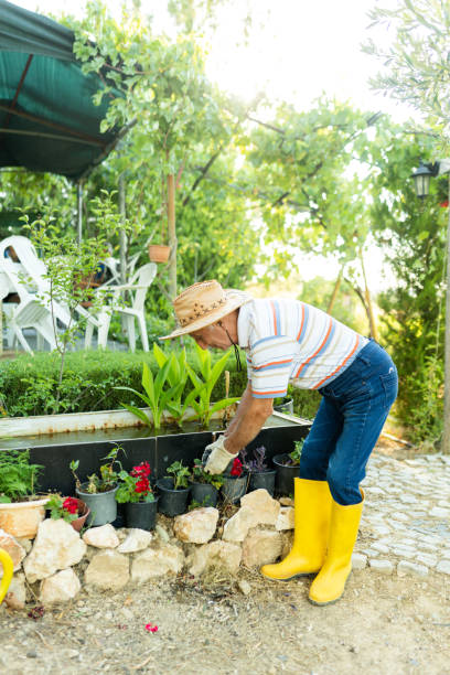 istock Mature gardener planting flowers 1408029368