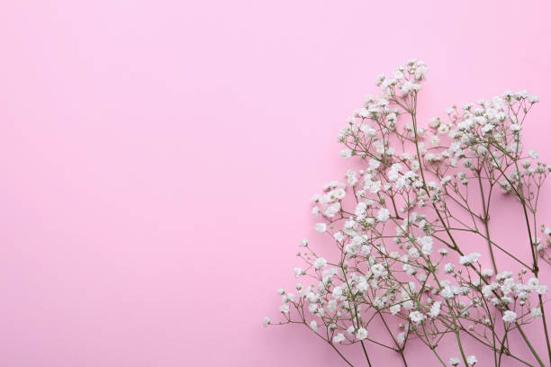 istock Beautiful gypsophila flowers on pink background, top view. Space for text 1408029407