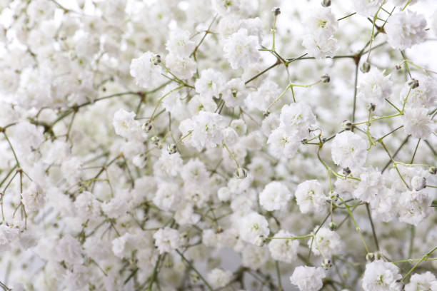 istock Beautiful gypsophila flowers as background, closeup view 1408029593