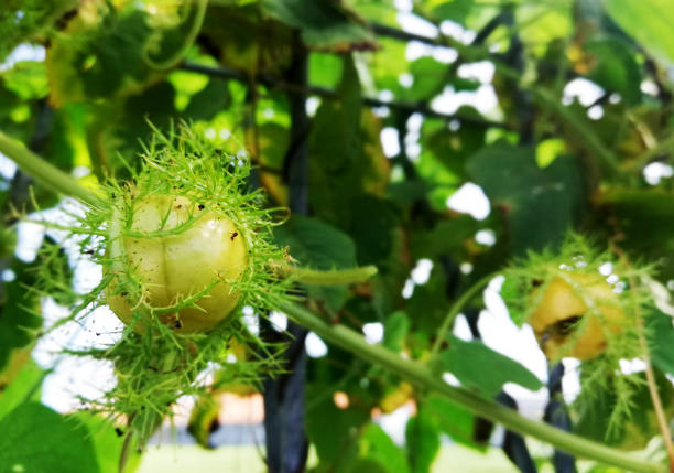 istock Green plant growth fresh at the fence 1408031364