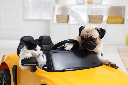 Adorable pug dog and cat in toy car indoors