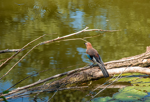 Blue jay sitting on a log in a pond. Botanical garden in the city of Nitra in Slovakia.