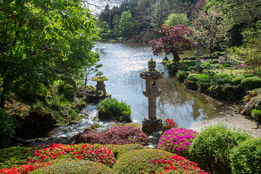 Amazing view on path a pond and  red flowering rhododendron bushes  and stone japanese lantern  and  palmate  maple (red  leaves) and bamboo trees  in left edge  in japanese garden in a Japanese garden in Maulevrier,  France