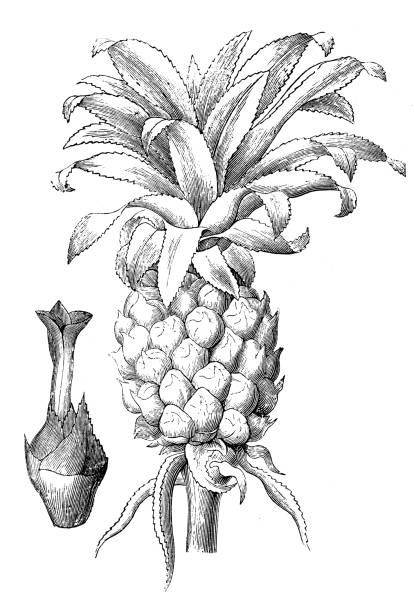 Antique engraving illustration: pineapple, Ananas comosus Antique engraving illustration: pineapple, Ananas comosus ananas stock illustrations