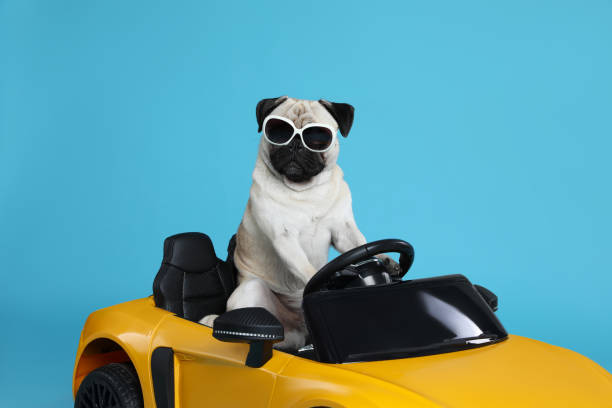 1,000+ Pug Sunglasses Stock Photos, Pictures & Royalty-Free Images - iStock