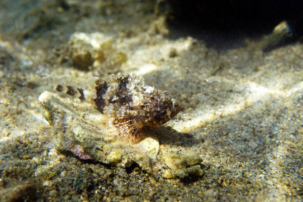 istock Black Mediterranean Scorpionfish - Scorpaena porcus 1408034643