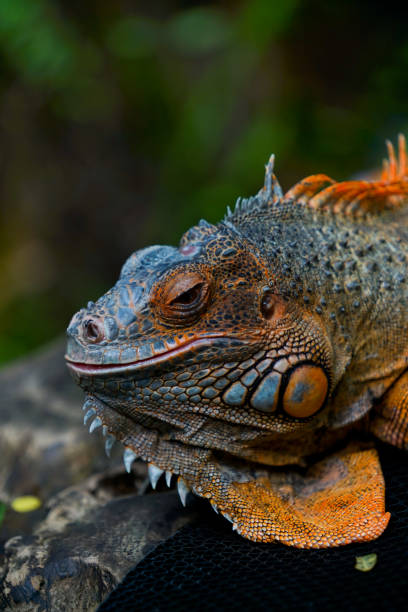 istock Closeup of a orange iguana 1408036174