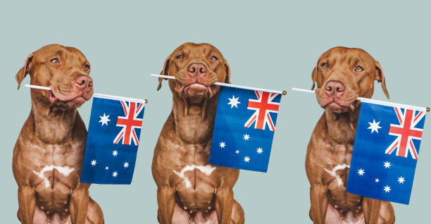 istock Lovable, pretty dog and Australian Flag. Closeup 1408036265