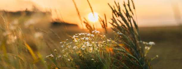 istock Close-Up Of Flowering Plant During Sunset 1408036607