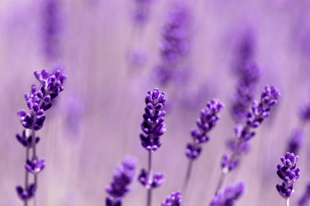 istock Blooming fragrant lavender flowers on a field.. 1408036778