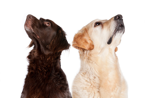 A Golden Retriever and a brown Kleiner Muensterlaender dog are looking up on white background
