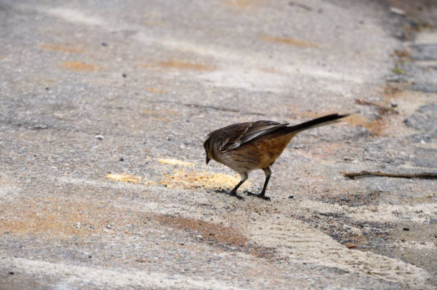 istock A mimus saturninus bird feeding on asphalt 1408038806
