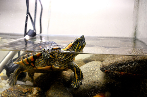 A Turtle Trachemys Dorbigni dipped in water in aquarium