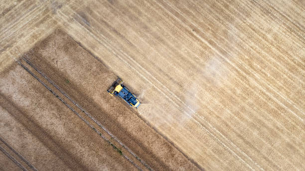 istock Harvesting a wheat field, dust clouds 1408038916