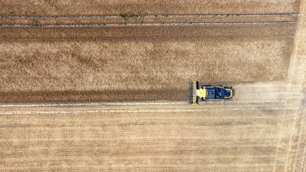 istock Harvesting a wheat field, dust clouds 1408038944