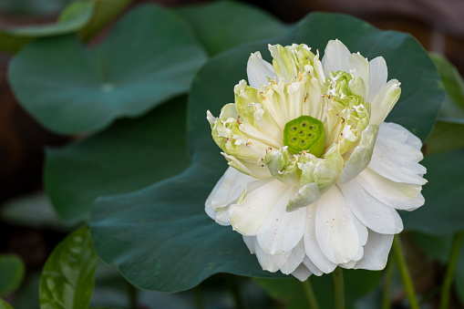 beauty fresh white lotus blooming with green leaves multi layer. soft clean water lilly petal blossom peaceful