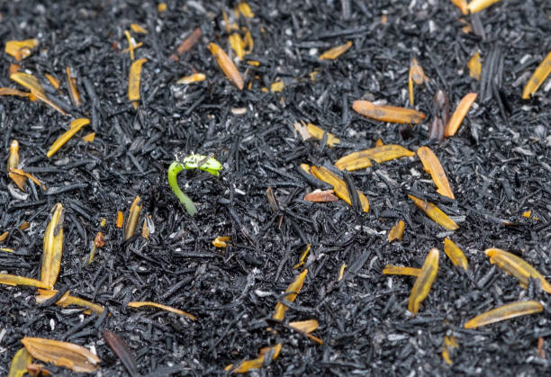 istock macro small cosmos seed start growing tree with green leaves on dirty black rice husk ground.  Pretty fresh plant raising in summer season. 1408039679