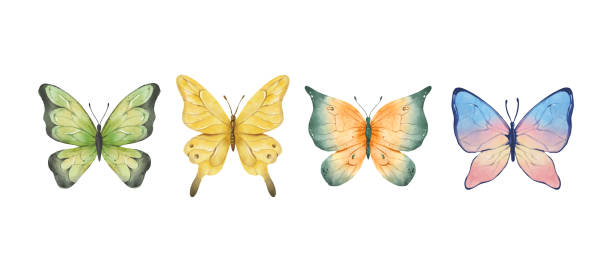 Digital Painting Colorful butterflies watercolor isolated on white background. Green, yellow, blue and pink butterfly. Spring animal vector illustration Digital Painting Colorful butterflies watercolor isolated on white background. Green, yellow, blue and pink butterfly. Spring animal vector illustration. butterfly purple blue isolated stock illustrations