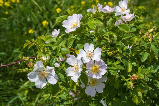 Close up of beautiful blooming dog roses against a green background