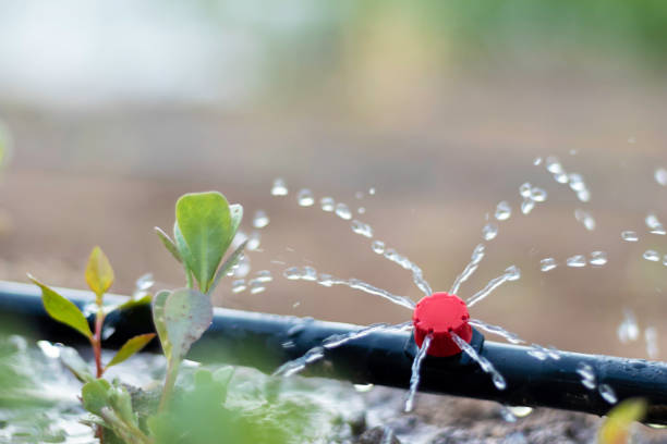 vista de cerca de la tubería de riego por goteo que introduce agua en la plantación en el huerto - equipos de riego fotografías e imágenes de stock