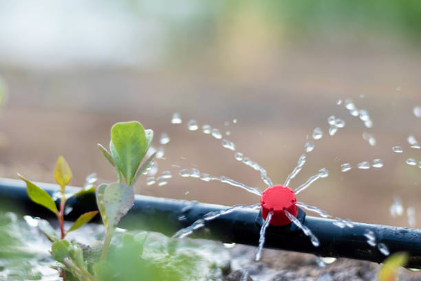vista ravvicinata del tubo di irrigazione a goccia che purifica l'acqua nella piantagione nel frutteto - annaffiare foto e immagini stock