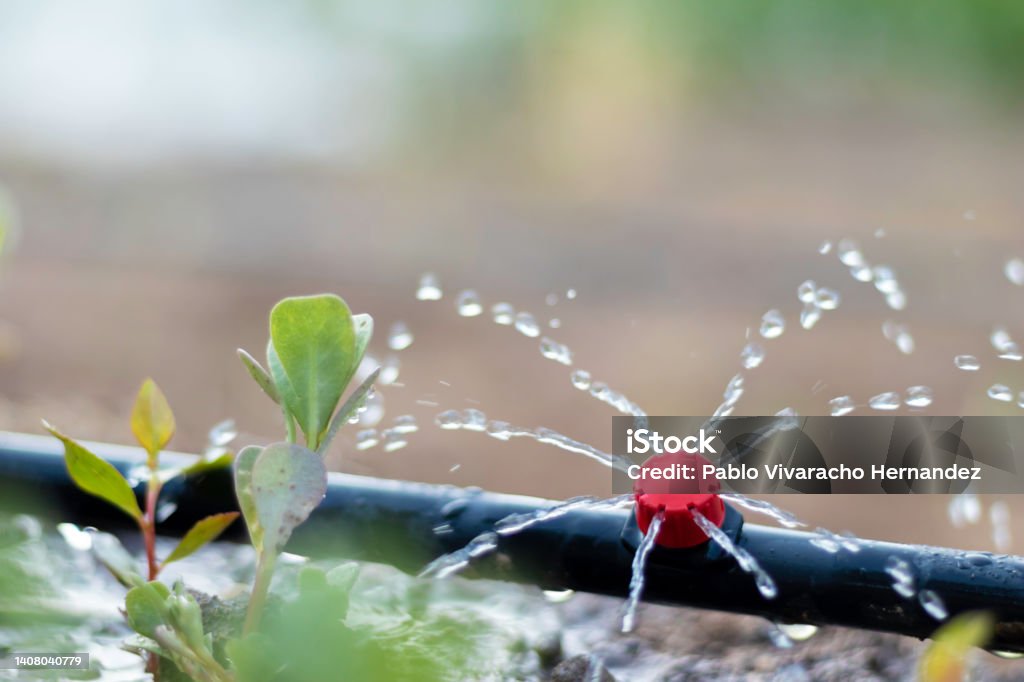 Close up view of drip irrigation pipe puring water into the plantation in the orchard Close up view of drip irrigation pipe puring water into the plantation in the orchard garden Irrigation Equipment Stock Photo