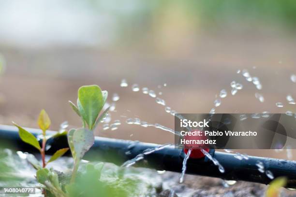 Close Up View Of Drip Irrigation Pipe Puring Water Into The Plantation In The Orchard Stock Photo - Download Image Now
